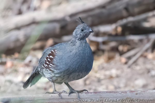 Az Vacn Chiricahuas S Fork 2025-08-28 - Quail, Gambel's (1)