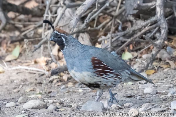 Az Vacn Chiricahuas S Fork 2025-08-28 - Quail, Gambel's (2)