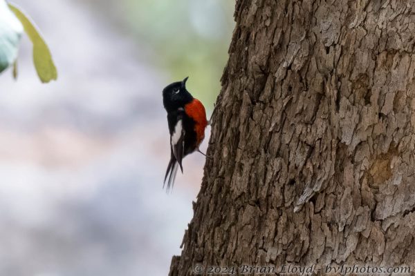 Az Vacn Chiricahuas S Fork 2025-08-28 - Redstart, Painted