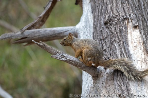 Az Vacn Chiricahuas S Fork 2025-08-28 - Squirrel, Arizona Grey