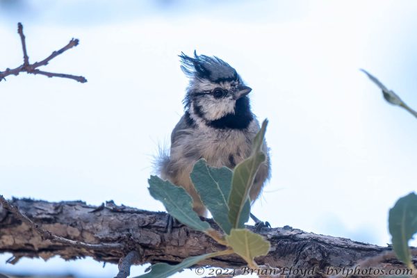 Az Vacn Chiricahuas S Fork 2025-08-28 - Titmouse, Bridled