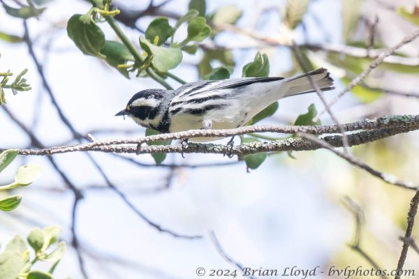 Az Vacn Chiricahuas S Fork 2025-08-28 - Warbler, Black-throated Gray (2)