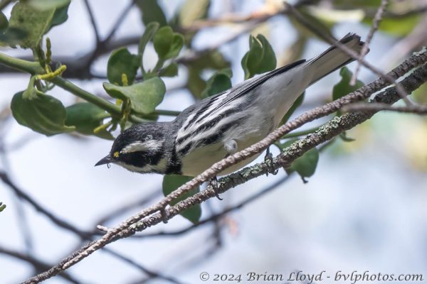 Az Vacn Chiricahuas S Fork 2025-08-28 - Warbler, Black-throated Gray (3)