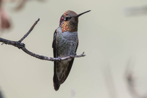 Az Vacn Miller Canyn 2025-08-23 - Hummingbird, Anna's (2)