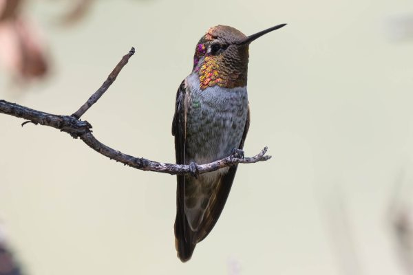 Az Vacn Miller Canyn 2025-08-23 - Hummingbird, Anna's