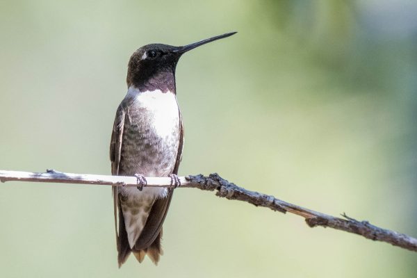 Az Vacn Miller Canyn 2025-08-23 - Hummingbird, Black-chinned (2)
