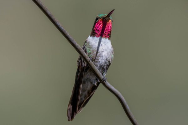 Az Vacn Miller Canyn 2025-08-23 - Hummingbird, Broad-tailed (2)