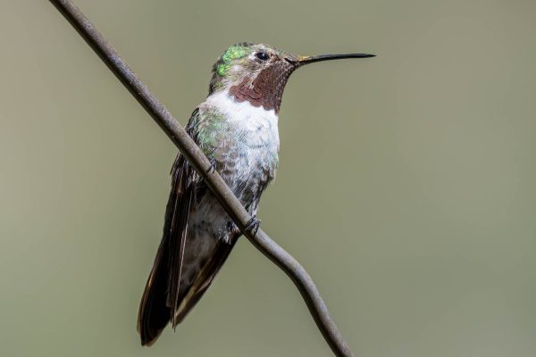 Az Vacn Miller Canyn 2025-08-23 - Hummingbird, Broad-tailed