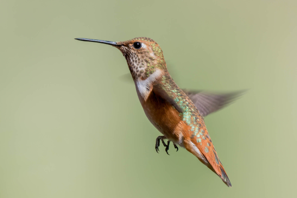 Az-Vacn-Miller-Canyn-2025-08-23-Hummingbird-Rufous-1.webp