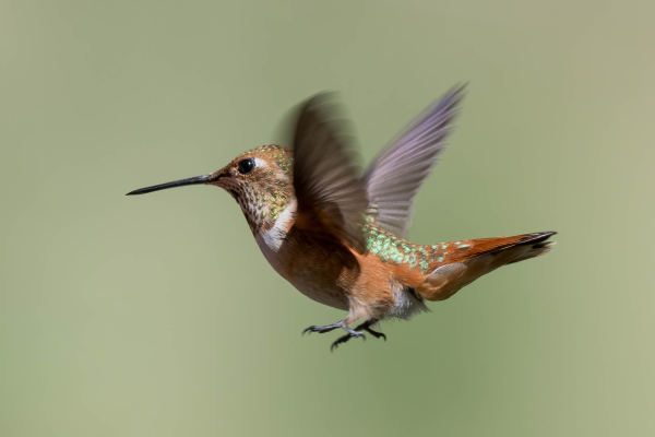 Az-Vacn-Miller-Canyn-2025-08-23-Hummingbird-Rufous-2.webp