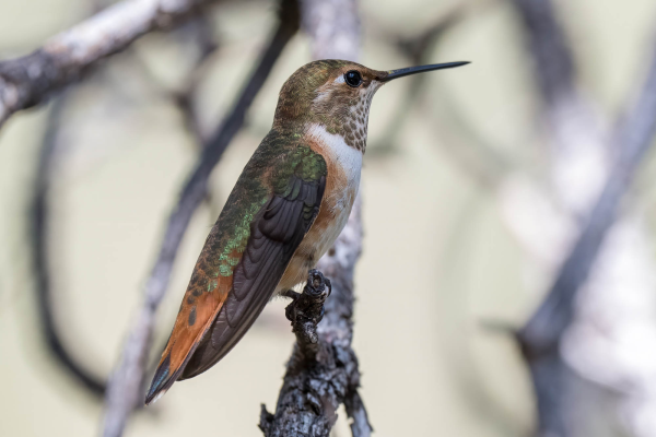 Az-Vacn-Miller-Canyn-2025-08-23-Hummingbird-Rufous-3.webp