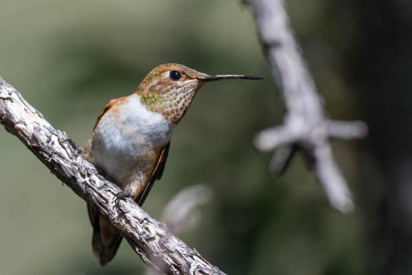 Az-Vacn-Miller-Canyn-2025-08-23-Hummingbird-Rufous-4.webp