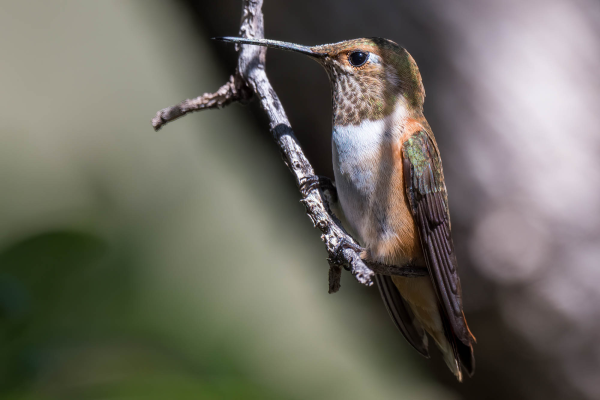 Az-Vacn-Miller-Canyn-2025-08-23-Hummingbird-Rufous-5.webp