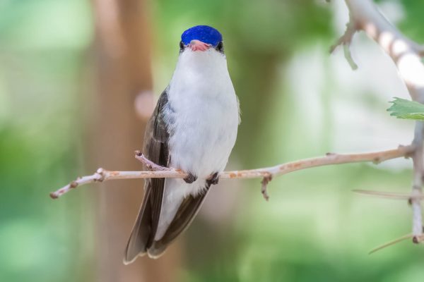 Az Vacn Miller Canyn 2025-08-23 - Hummingbird, Violet-crowned (2)