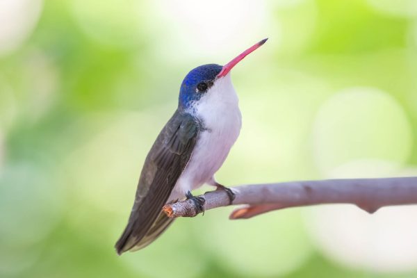 Az Vacn Miller Canyn 2025-08-23 - Hummingbird, Violet-crowned