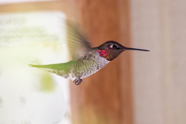 Az Vacn Ramsey Canyn 2025-08-22 - Hummingbird, Anna's