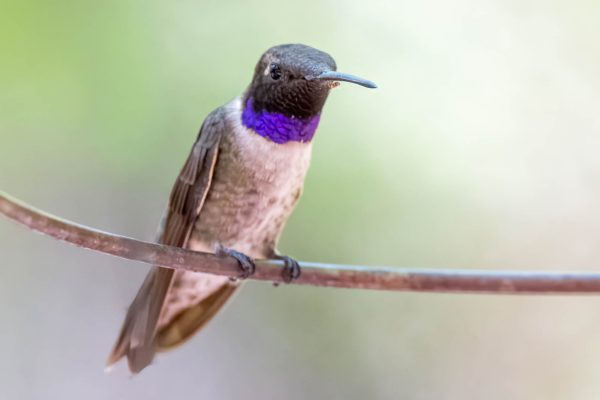 Az Vacn Ramsey Canyn 2025-08-22 - Hummingbird, Black-chinned