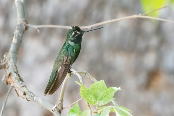 Az Vacn Ramsey Canyn 2025-08-22 - Hummingbird, Rivoli's (1)