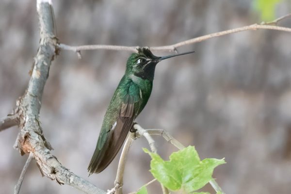 Az Vacn Ramsey Canyn 2025-08-22 - Hummingbird, Rivoli's (2)