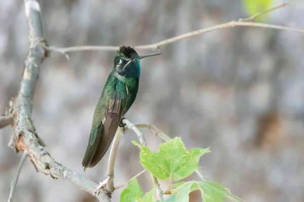 Az Vacn Ramsey Canyn 2025-08-22 - Hummingbird, Rivoli's (3)