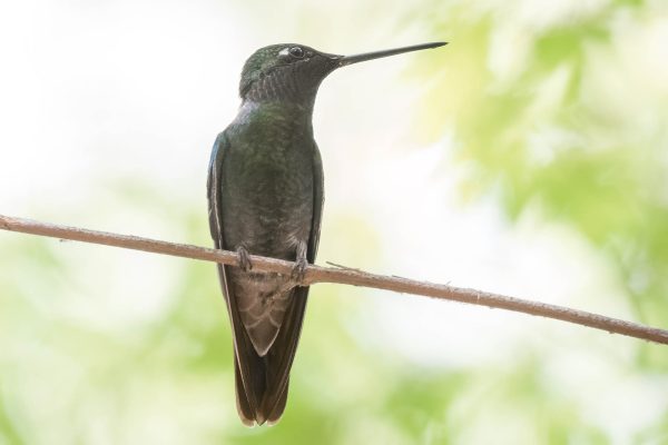 Az Vacn Ramsey Canyn 2025-08-22 - Hummingbird, Rivoli's (4)