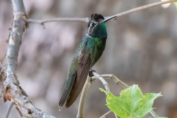 Az Vacn Ramsey Canyn 2025-08-22 - Hummingbird, Rivoli's (5)