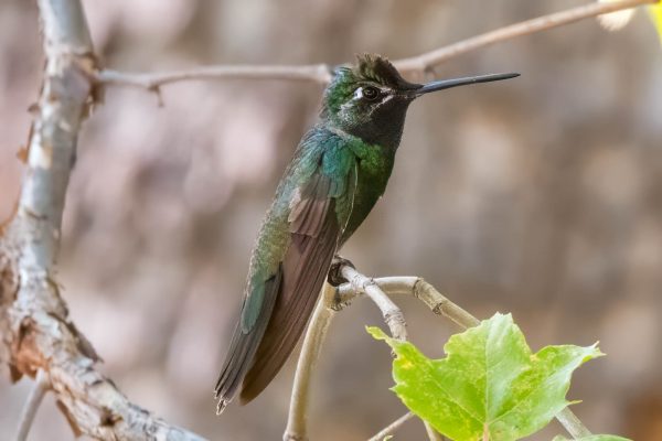 Az Vacn Ramsey Canyn 2025-08-22 - Hummingbird, Rivoli's (6)