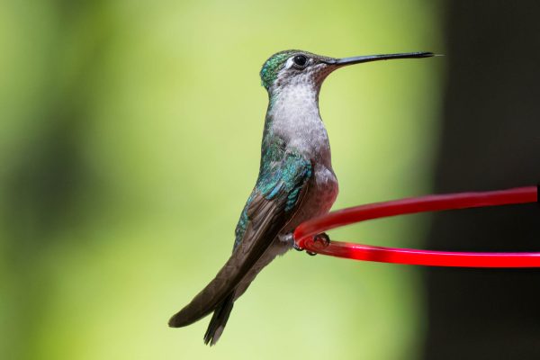 Az Vacn Ramsey Canyn 2025-08-22 - Hummingbird, Rivoli's (F)