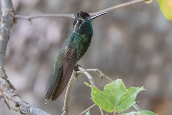 Az Vacn Ramsey Canyn 2025-08-22 - Hummingbird, Rivoli's