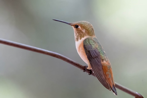Az-Vacn-Ramsey-Canyn-2025-08-22-Hummingbird-Rufous-2.webp
