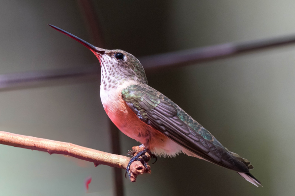 Az-Vacn-Ramsey-Canyn-2025-08-22-Hummingbird-Rufous-F-1.webp