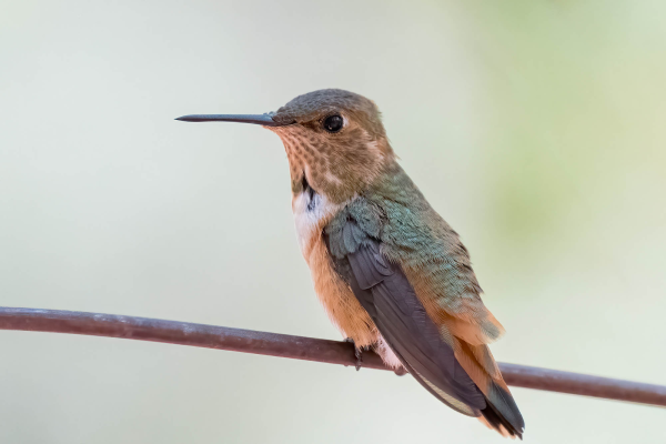 Az-Vacn-Ramsey-Canyn-2025-08-22-Hummingbird-Rufous.webp