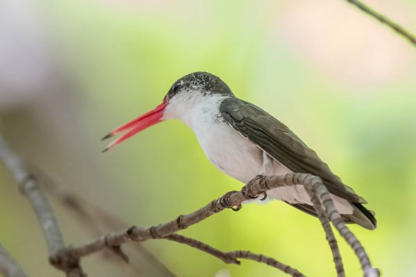 Az Vacn Ramsey Canyn 2025-08-22 - Hummingbird, Violet-crowned