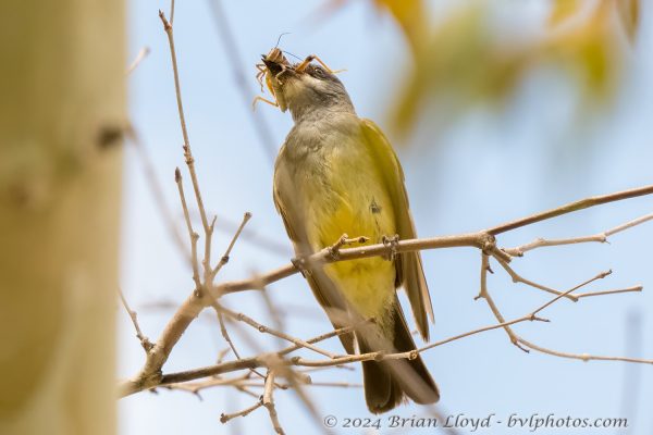 Az Vacn Ramsey Canyn 2025-08-22 - Kingbird, Thick-billed (3)s