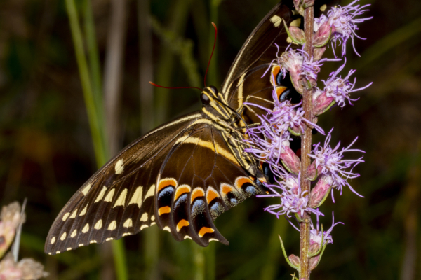 BBWMA-Hick_2019_09_27 - Swallowtail, Palamedes (2)