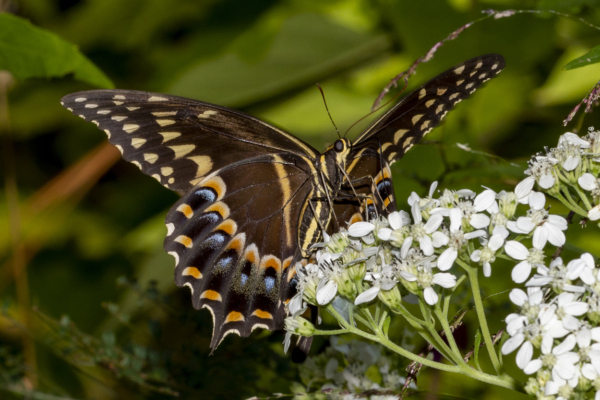BBWMA-Hick_2019_09_27 - Swallowtail, Palamedes #2