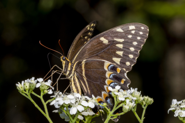 BBWMA-Hick_2019_09_27 - Swallowtail, Palamedes (3)