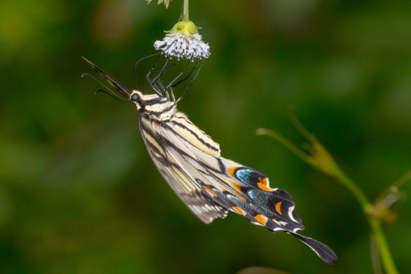 BBWMA Tide Swamp 2021-09-06 - Swallowtail, E Tiger