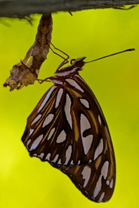 BVL-EKP_2014-06-30 - Fritilliary, Gulf (2)