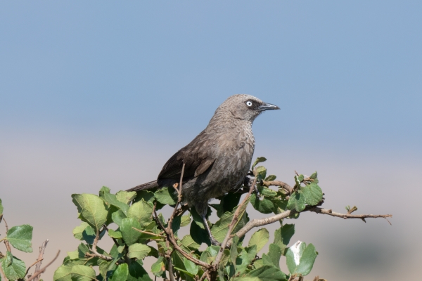 Babbler, Black-lored D08 Serengeti C Nyumbani 231013 094245_