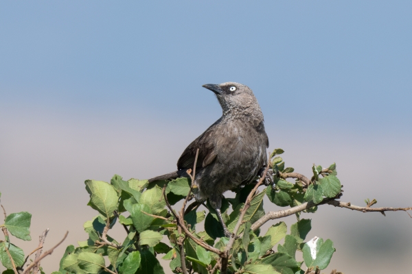 Babbler, Black-lored D08 Serengeti C Nyumbani 231013 094248 _02