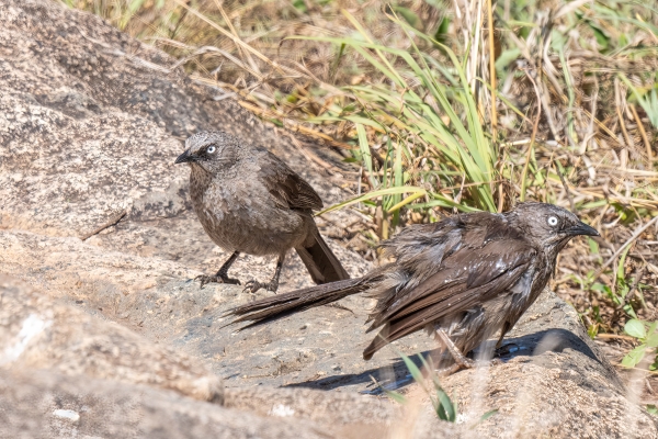 Babbler, Black-lored D08 Serengeti C Nyumbani 231013 094302_