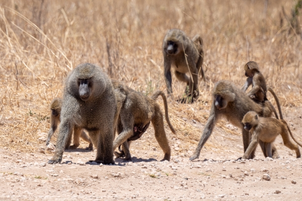 Baboon D03 Tarangire NP 2023-10-08 209_