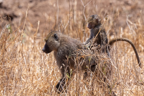 Baboon D03 Tarangire NP 2023-10-08 212_