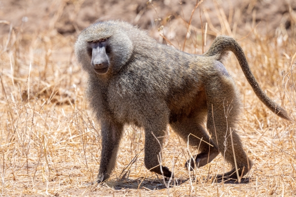 Baboon D03 Tarangire NP 2023-10-08 219_