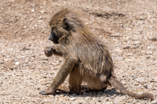 Baboon D07 Serengeti C Nyumbani 231012 114724