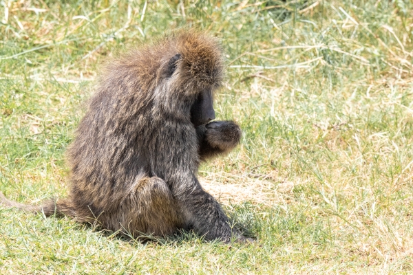 Baboon D07 Serengeti C Nyumbani 231012 114833