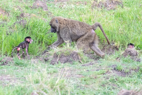 Baboon D09 Serengeti C-N Nyikani 231014 153902