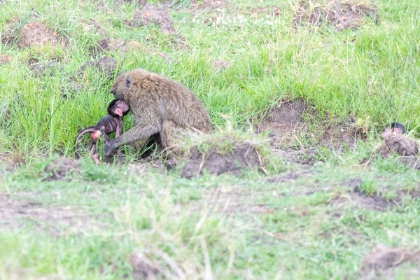 Baboon D09 Serengeti C-N Nyikani 231014 153903 _02