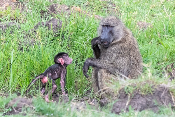 Baboon D09 Serengeti C-N Nyikani 231014 153907_